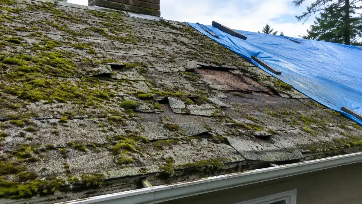 Worn mossy roof with missing shingles and a blue tarp